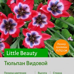 Тюльпан Видовой тюльпан (spec.) Little Beauty